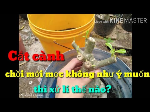 🌺Xã tàn chồi mới mọc không như ý muốn thì cách xử lí như thế nào