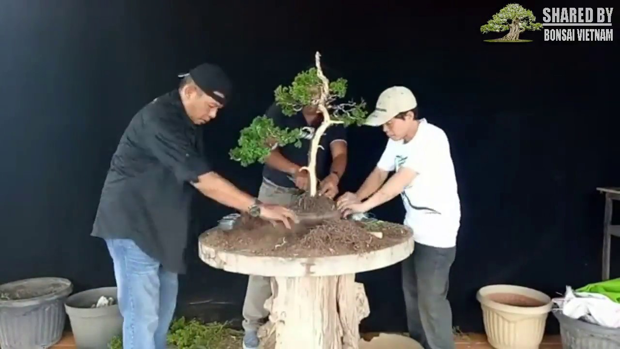 Xem nghệ nhân bonsai Indo thực hành với cây Duyên Tùng