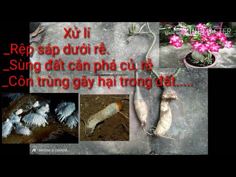 🌺Xử Lí Rệp Sáp, Sùng Đất, Và Các Sinh Vật Gây Hại Trong Đất.