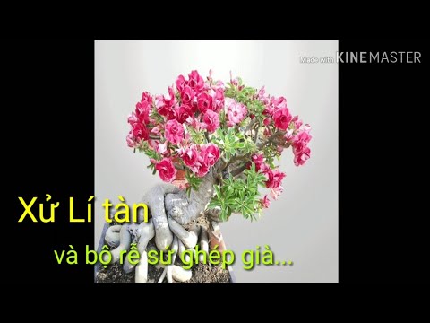 🌺Xử Lí Tàn Và Bộ Rễ Cho Cây Sứ Ghép Già Cỗi.