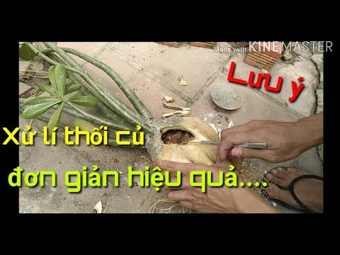 🌺Xử lí thối củ sứ đơn giản hiệu quả