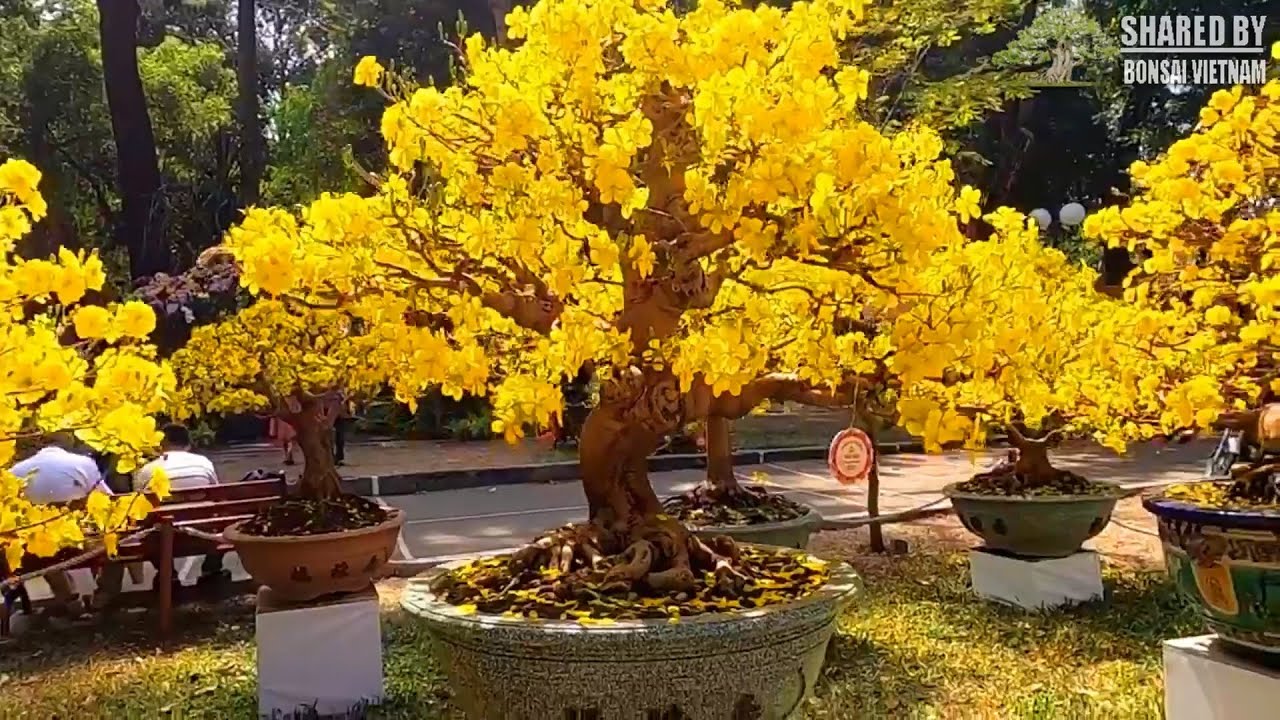 Yellow Apricot  bonsai trees at the Spring Flower festival, Vietnam