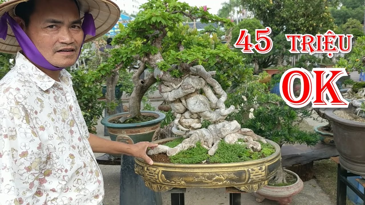 báo giá 45 triệu cây hoa giấy và tham khảo rất nhiều tác phẩm đẹp của anh em Miền Nam