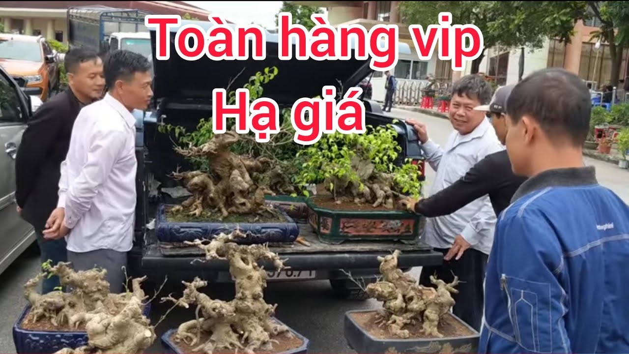 bonsai chính hiệu giao dịch 1 phôi quý tại gian hàng của chương phạm với giá quá rẻ