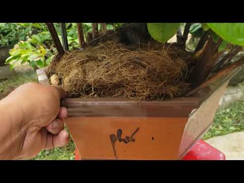 bonsai thanh hưng gl hoa giảo rin đẹp xuất sắc 0835919087