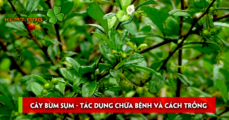 cay-bum-sum-tac-dung-chua-benh-va-cach-trong