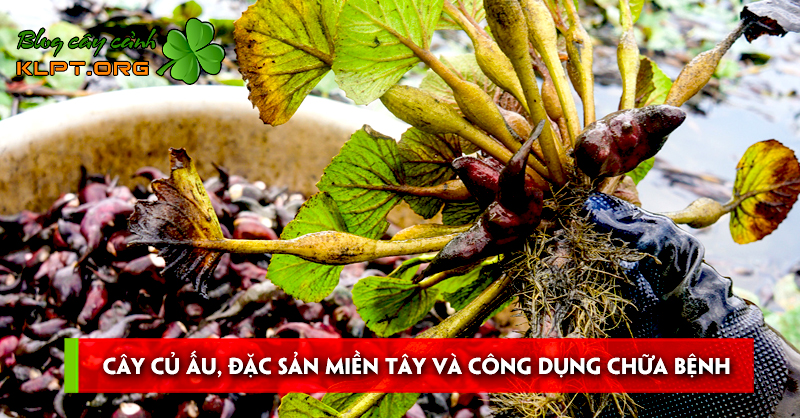 cay-cu-au-dac-san-mien-tay-va-cong-dung-chua-benh