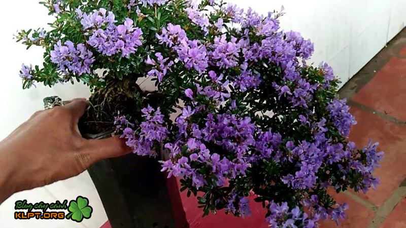 Cây Hoa Linh Sam: Ý nghĩa, cách trồng và cách chăm sóc ra bông | KLPT