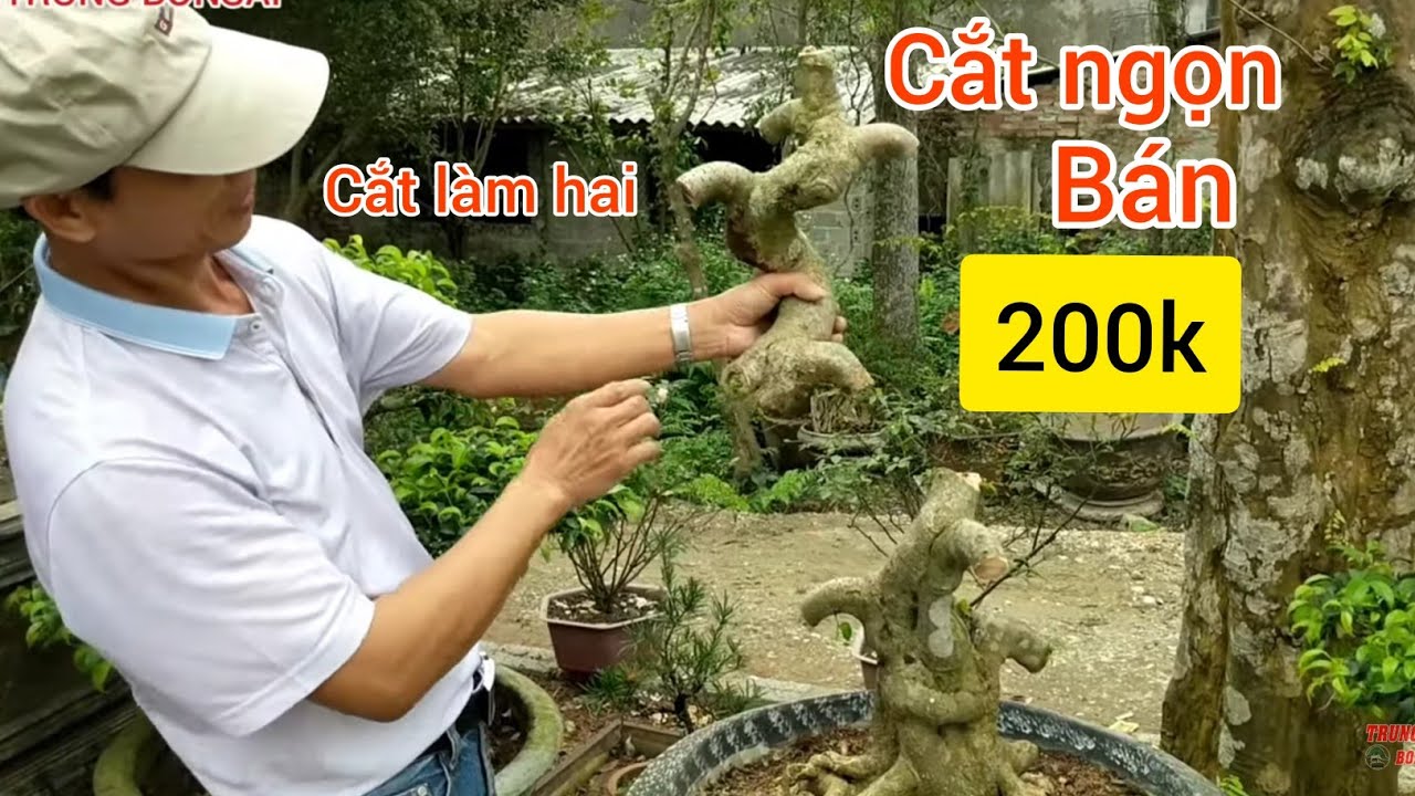 cây hoàn thiện mua 4 triệu về xem  Youtube video bonsai toàn hàng cục cũng cắt không biết có nhầm