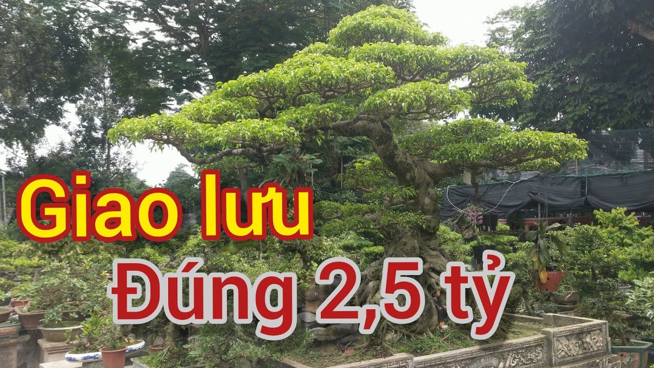 cây long khủng đang được chào 2'5 tỷ tại nhà vườn tân hoa đẹp không tì vết