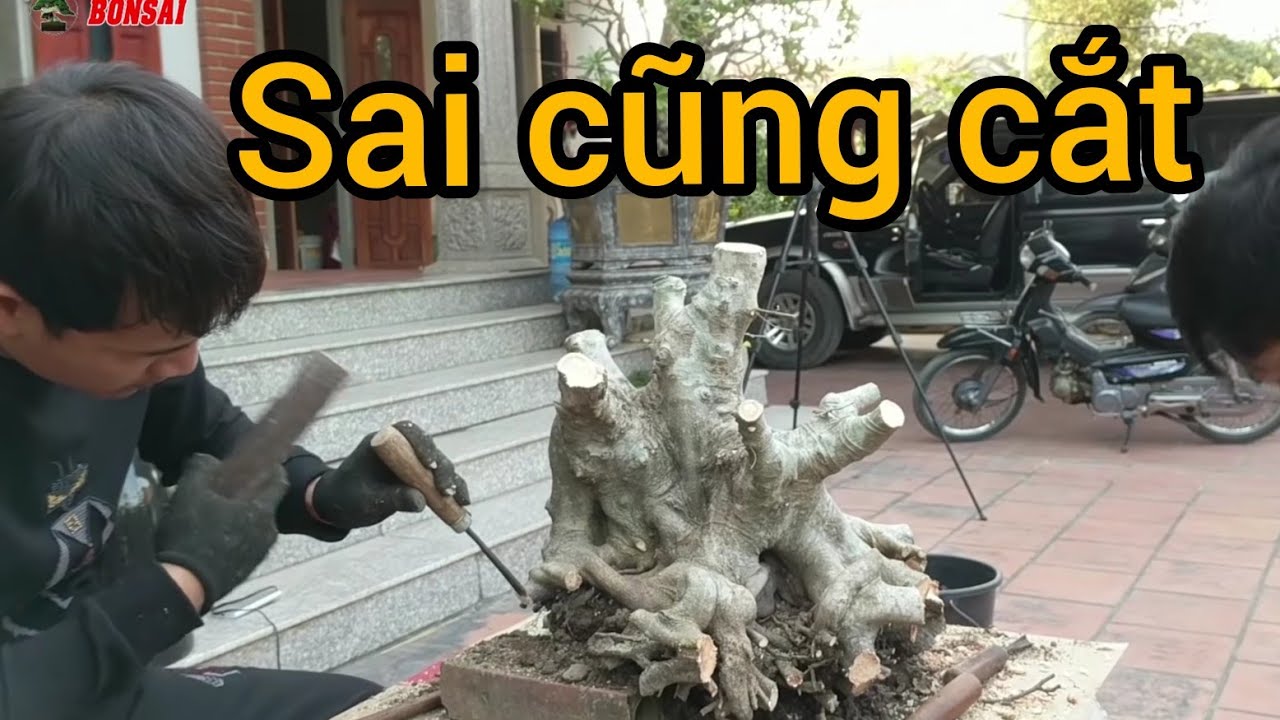 cây sanh cổ 18 triệu bỏ quên 12 năm giờ mới được anh bạn trẻ về phôi kết quả đầy bất ngờ