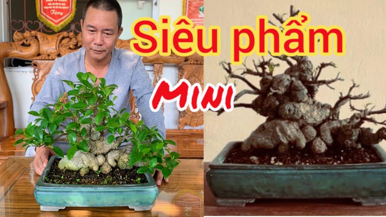 chi cả 100 triệu sở hữu tác phẩm mini siêu u cục anh tuấn khoai bi và vườn cây tiền tỷ