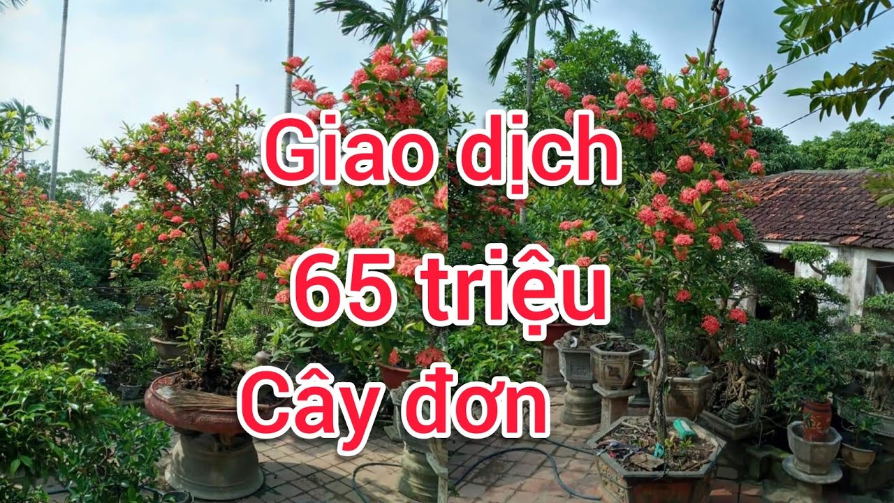 chỉ sau 1 hồi cảnh mẫu đơn đã giao dịch 65 triệu tiền ĐƠN VÀ RẤT NHIỀU PHÔI SI KHỦNG