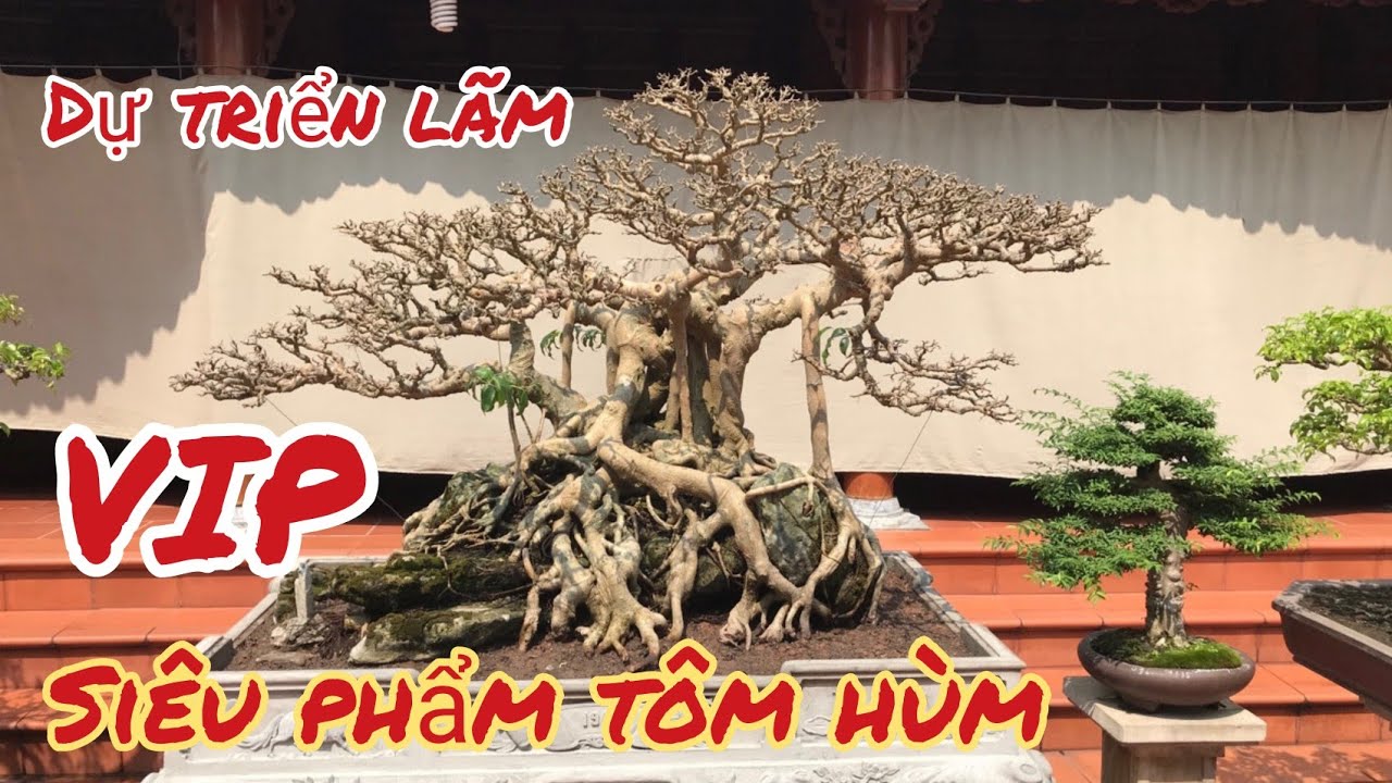 chi vài tỷ dựng vườn và ngôi nhà cổ anh châu quyết định trình làng  siêu phẩm TÔM HÙM TẠI TLCCV PHÚC