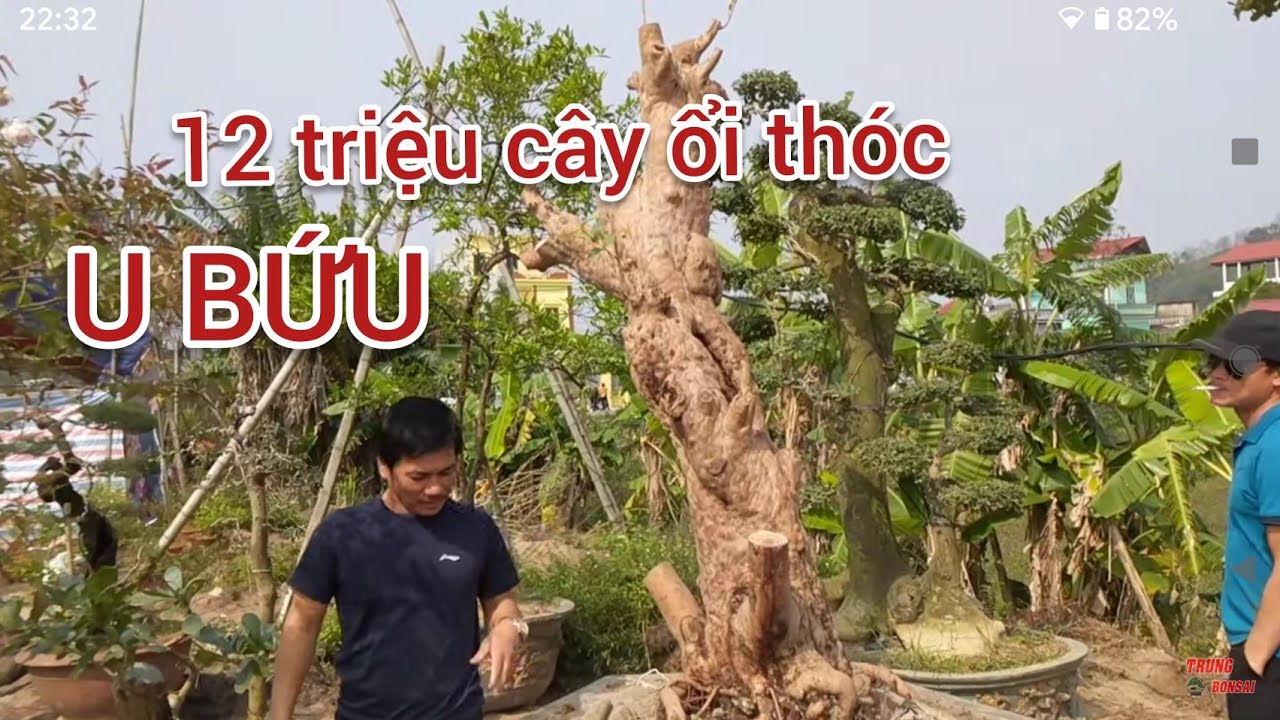 chợ viềng BÁO 17 TRẢ 12 TRIỆU GIAO DỊCH LẤY MAY ANH CHỦ CÂY RẤT CỨNG QUYẾT KHÔNG CHO RA