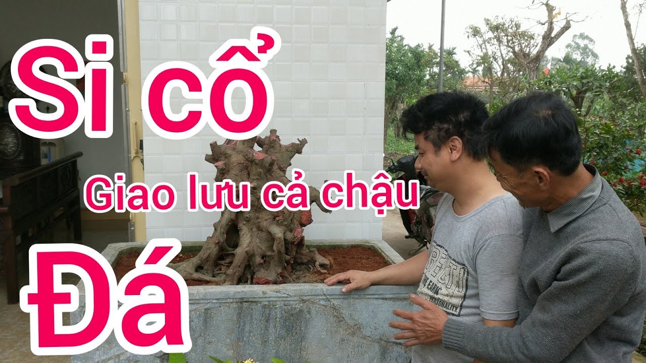 chủ vườn báo 20 triệu phôi Si đỏ cảnh mẫu đơn trả 15 sốt si thật rồi các bác hợp nhãn alo 0978396477