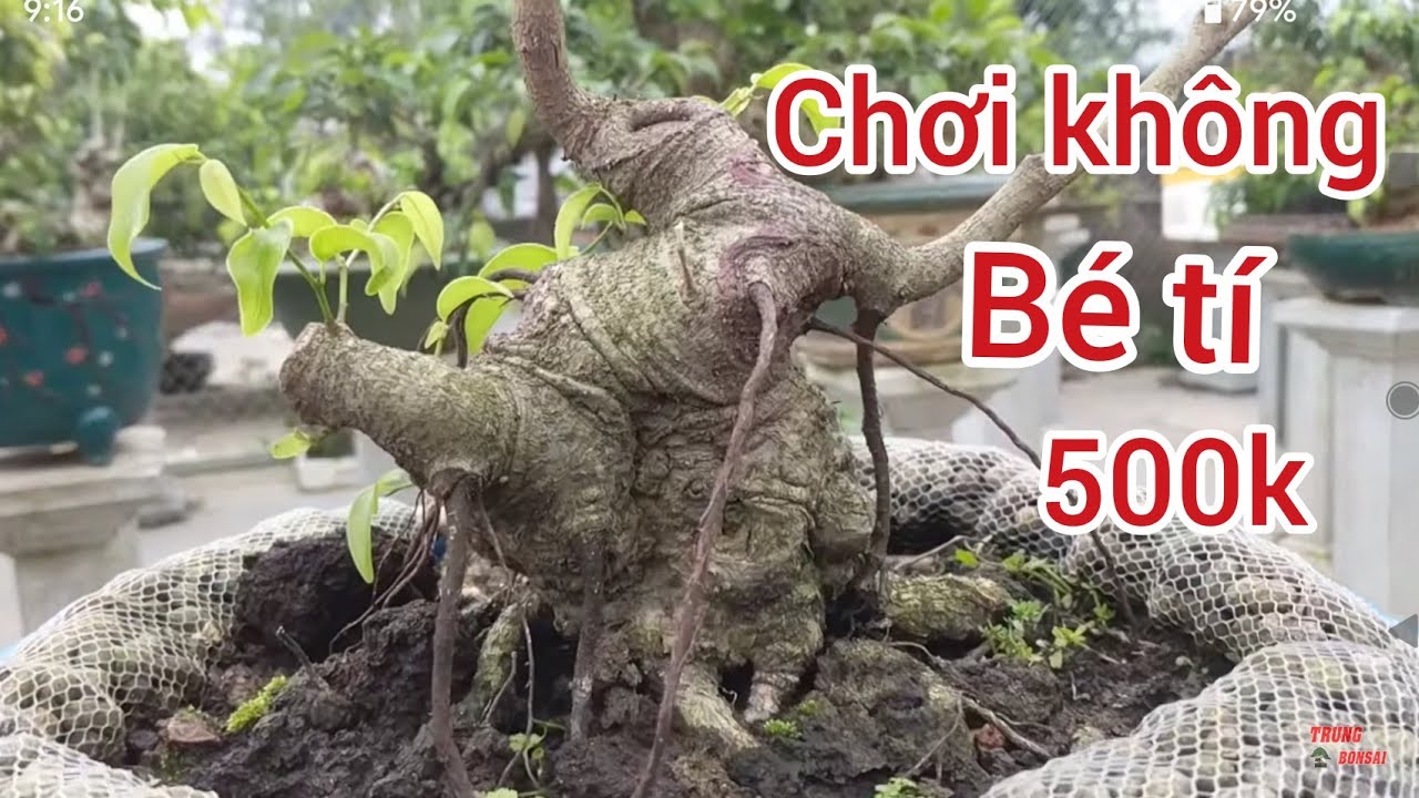 đi chợ Viềng ghé vườn video bonsai toàn hàng VIP đã có luôn một cuộc giao lưu