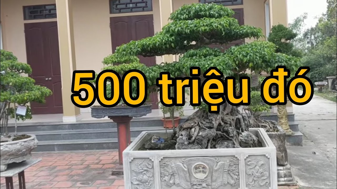 gần 40 tuổi sở hữu vườn cây trên 10 Tỷ làm vang bóng anh em yêu cây cảnh Hậu lộc