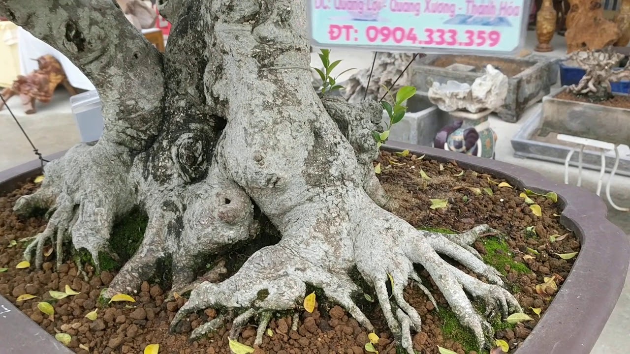 giao dịch 10 triệu si búp đỏ chậu cổ tại gian hàng anh tuyên bonsai