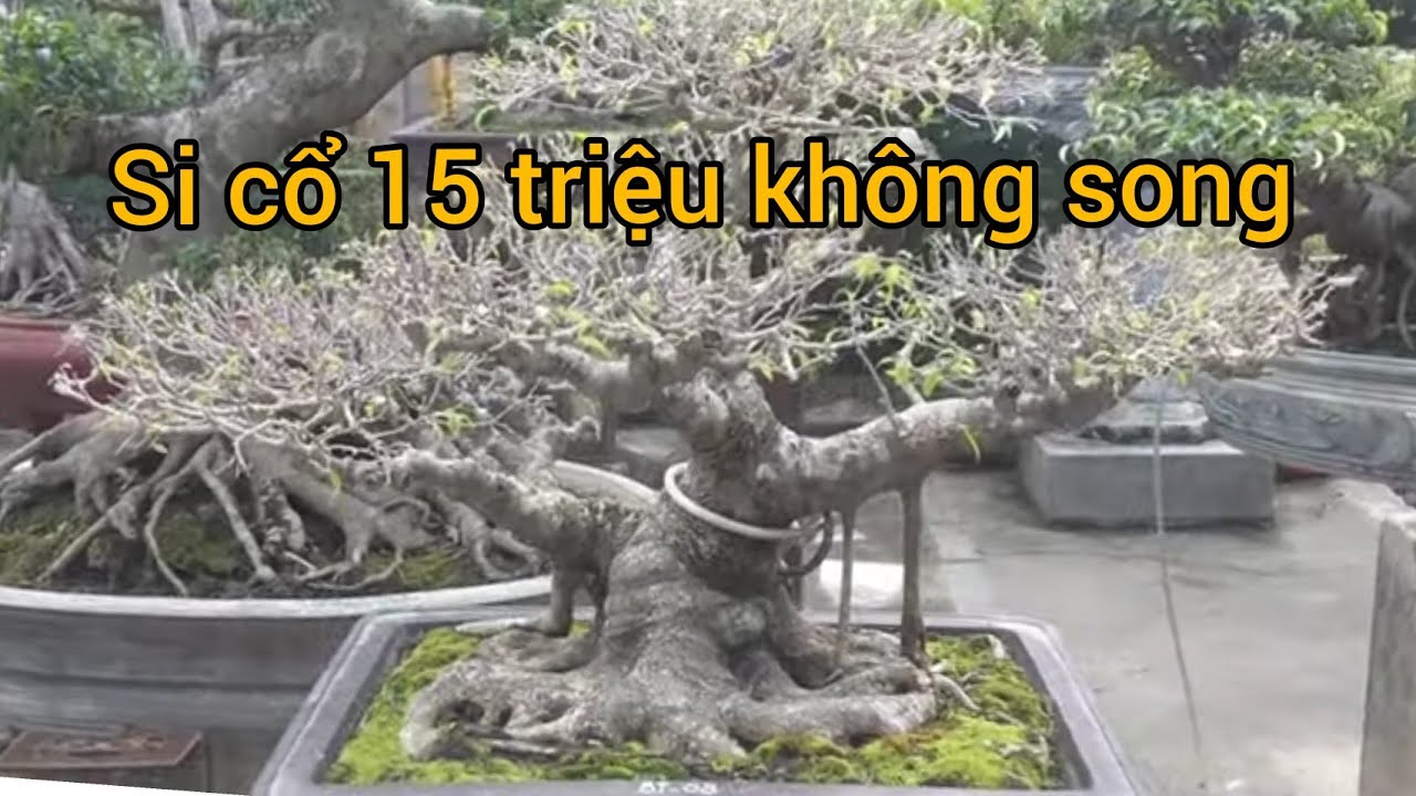 giao dịch 15 triệu cho khí thế cây si cổ nhưng không thành chủ vườn sở hữu rất nhiều tác phẩm quý