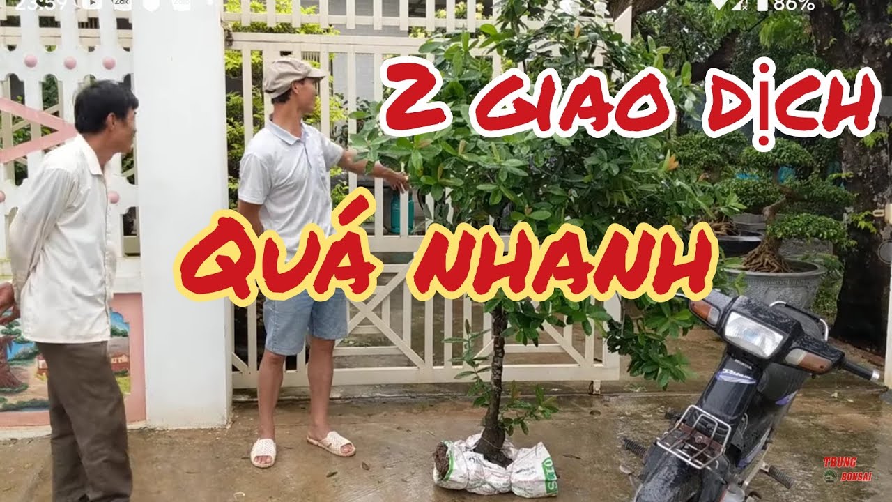 giao dịch 3 triệu ngày mưa gió tại vườn tân Phạm được vua mẫu đơn cộng luôn 1 triệu lấy may