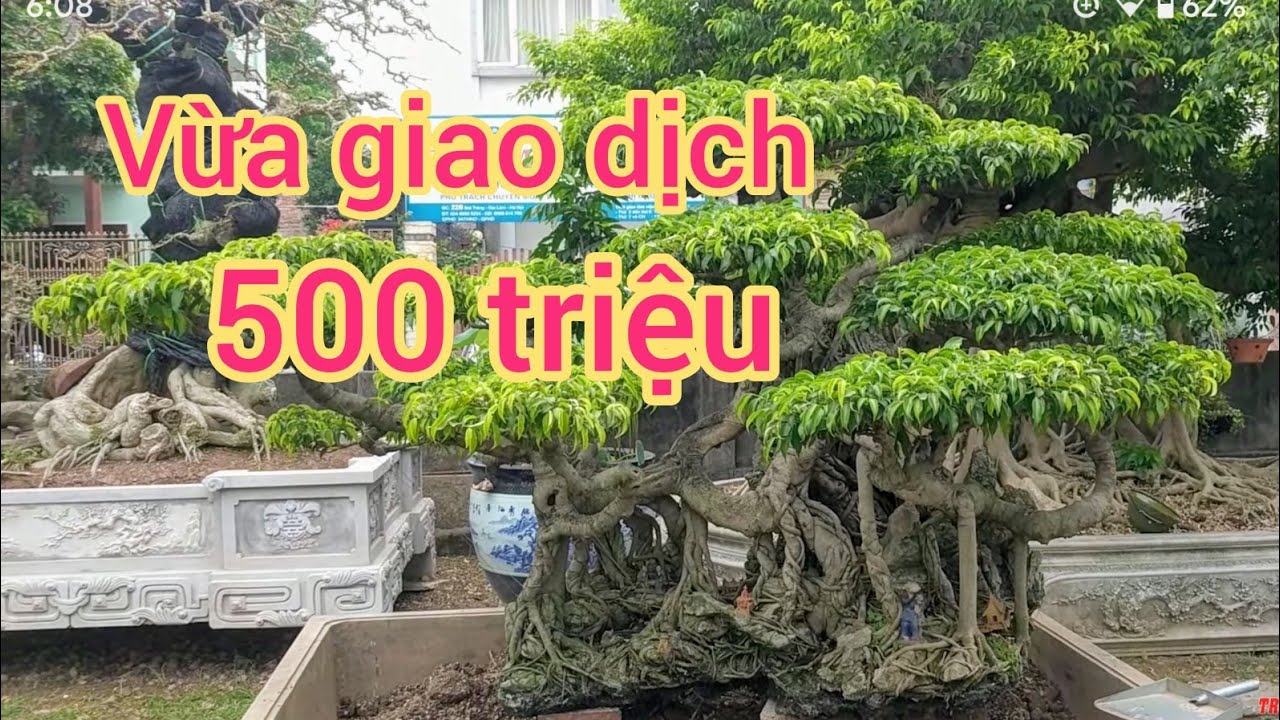 giao dịch tại Bắc Ninh 500 triệu cây xanh khủng và ngắm cây xoài tiền tỷ U cục nhất Việt Nam