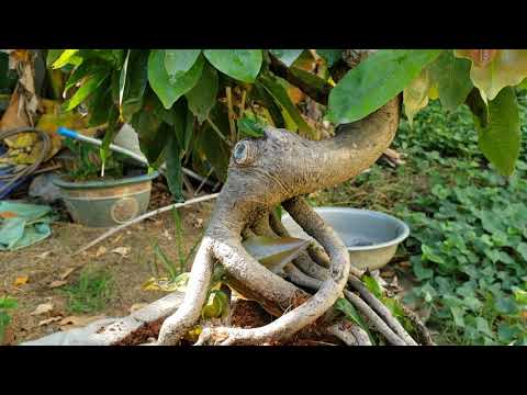 gl bonsai phong cách tay tàn nhiều hoa chơi (hoa đẹp )0835919087