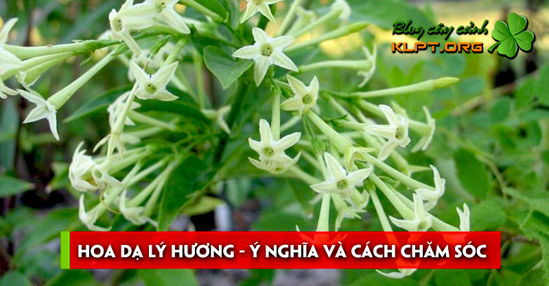 hoa-da-ly-huong-y-nghia-va-cach-cham-soc