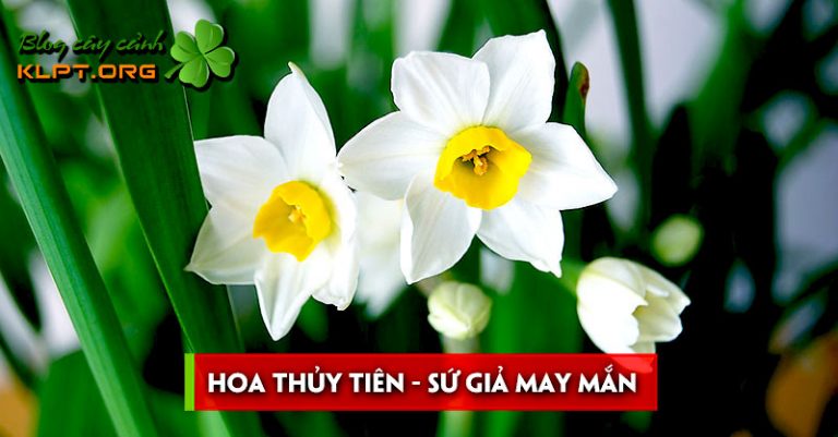 hoa-thuy-tien-su-gia-may-man