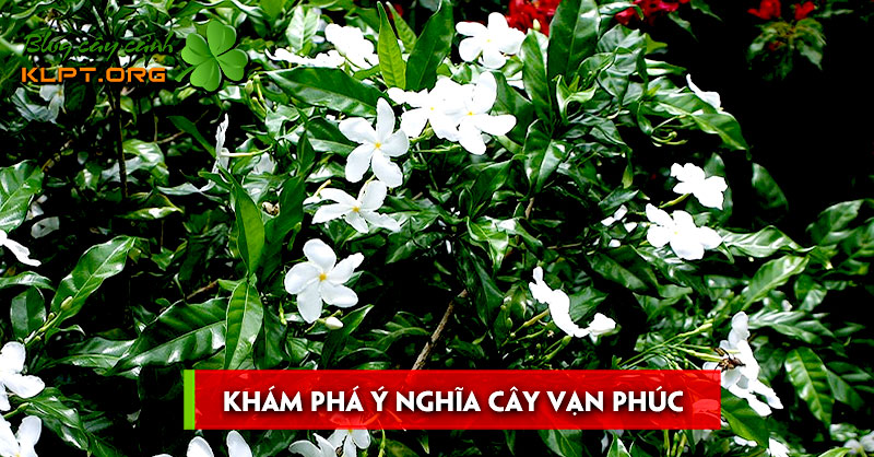 kham-pha-y-nghia-cay-van-phuc