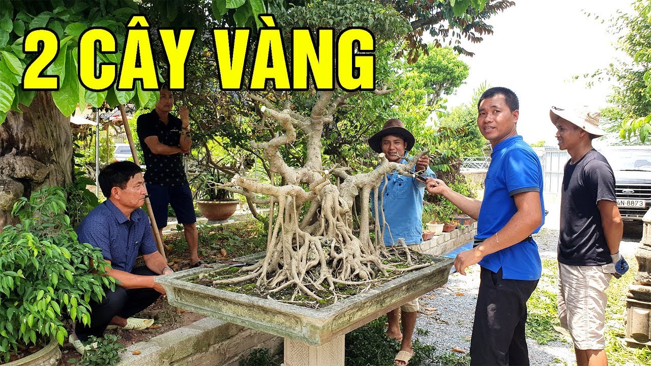 mang 2 cây vàng đi mua cái cây đẹp như này về cho thợ phá liệu có lên 4 cây vàng không