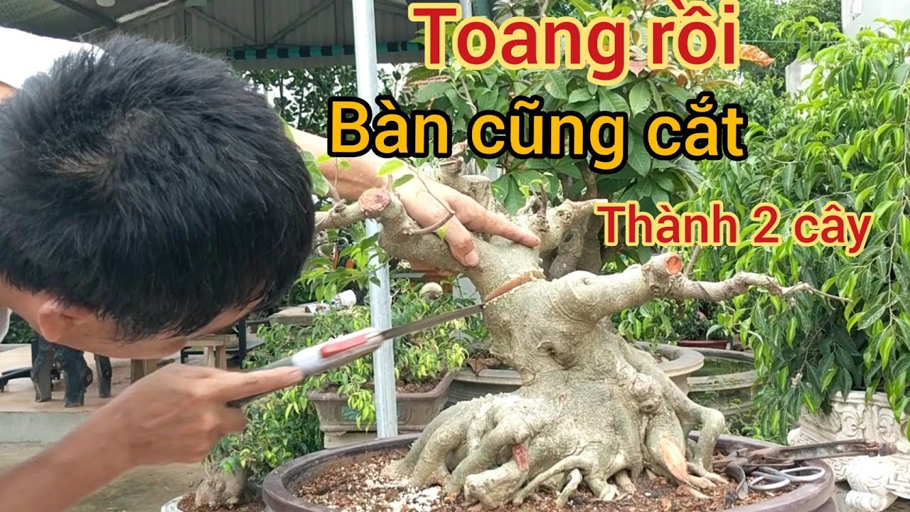 mua 6 triệu cốt quá đẹp đao phủ hồng quyết định cắt thành 2  cây ý tưởng quá táo bạo cho 1 tác phẩm