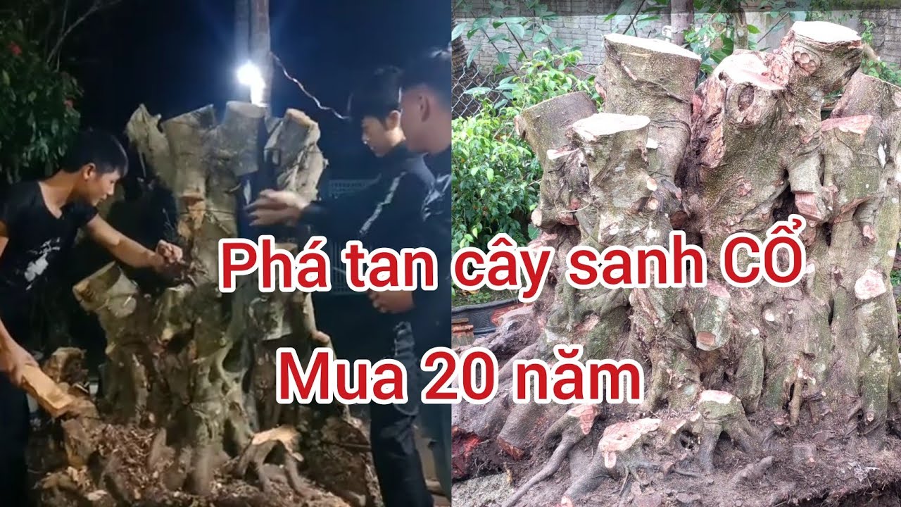 năm 2012 trả 100 triệu không bán CÂY SANH CỔ ĐƯỢC CÁC NGHỆ NHÂN CHO VỀ PHÔI KẾT QUẢ NGOÀI MONG ĐỢI