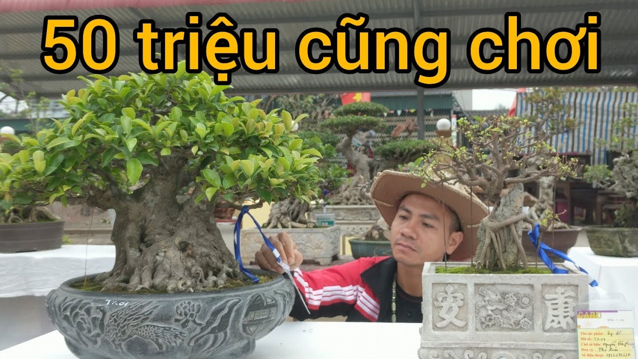 nhỏ bé bộ 4 cây bonsai có giá cả 100 triệu anh thức chủ nhiệm CLB ĐANG MUỐN SỞ HỮU