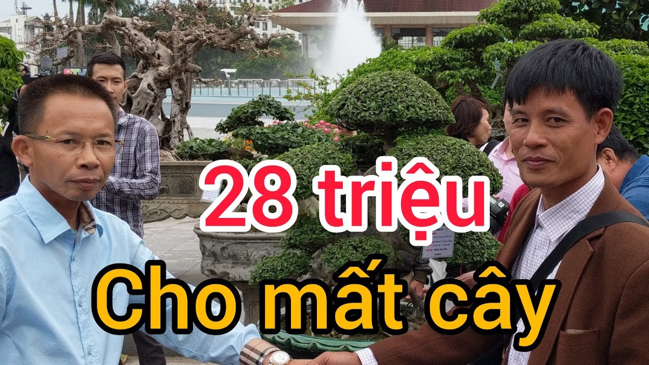 nói 1 câu 30 triệu trả 28 chú hựu coi đã sở hữu tác phẩm đẹp của bonsai chính hiệu TLCC BẮC NINH