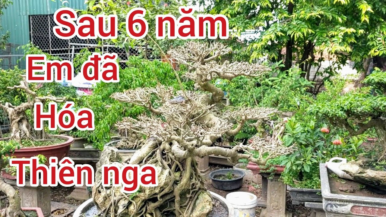 phượng Vũ để nguyên không ai nhìn cắt ra khách trả 35triệu sau 6 năm tu luyện không biết đắt hay rẻ