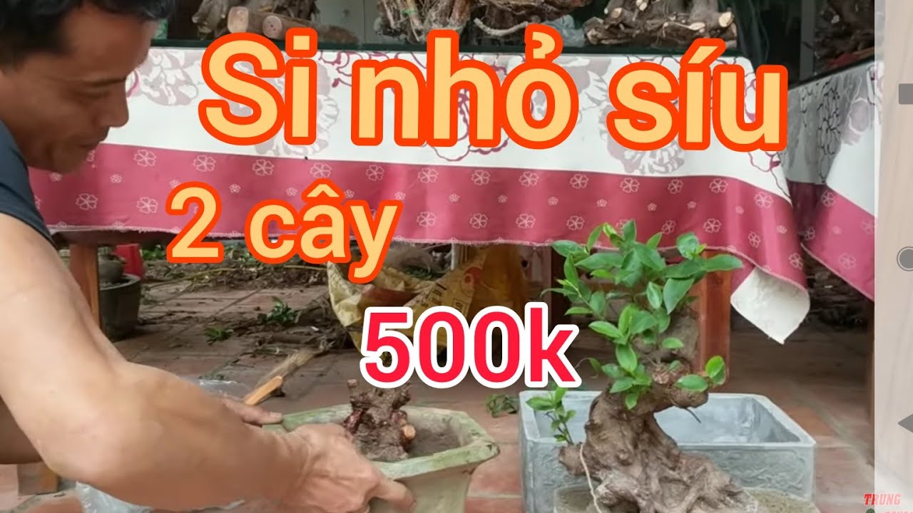 rẻ không tưởng 250k một em SI MINI BÚP ĐỎ TẠI NHÀ HÀNG GỎI NHỆCH THỊNH LỊCH NGA SƠN