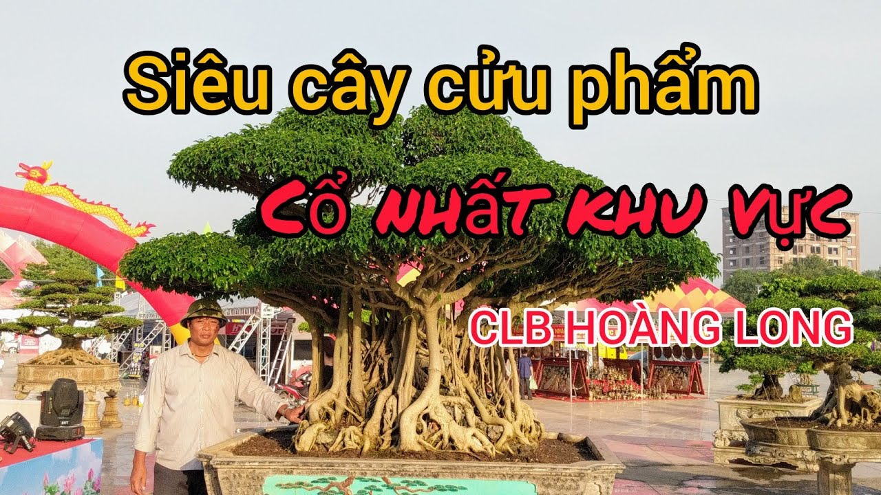 siêu cây CỬU PHẨM tiền tỷ ĐƯỢC 1 ĐẠI GIA NGỎ Ý MUA LẠI NHƯNG CHỦ NHÂN CHƯA ĐỒNG Ý CỦA CLB HOÀNG LONG