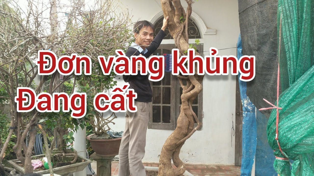 thăm cây đơn vàng khủng 35 triệu gặp cây hoa giấy lành tít soắn quái không đối thủ