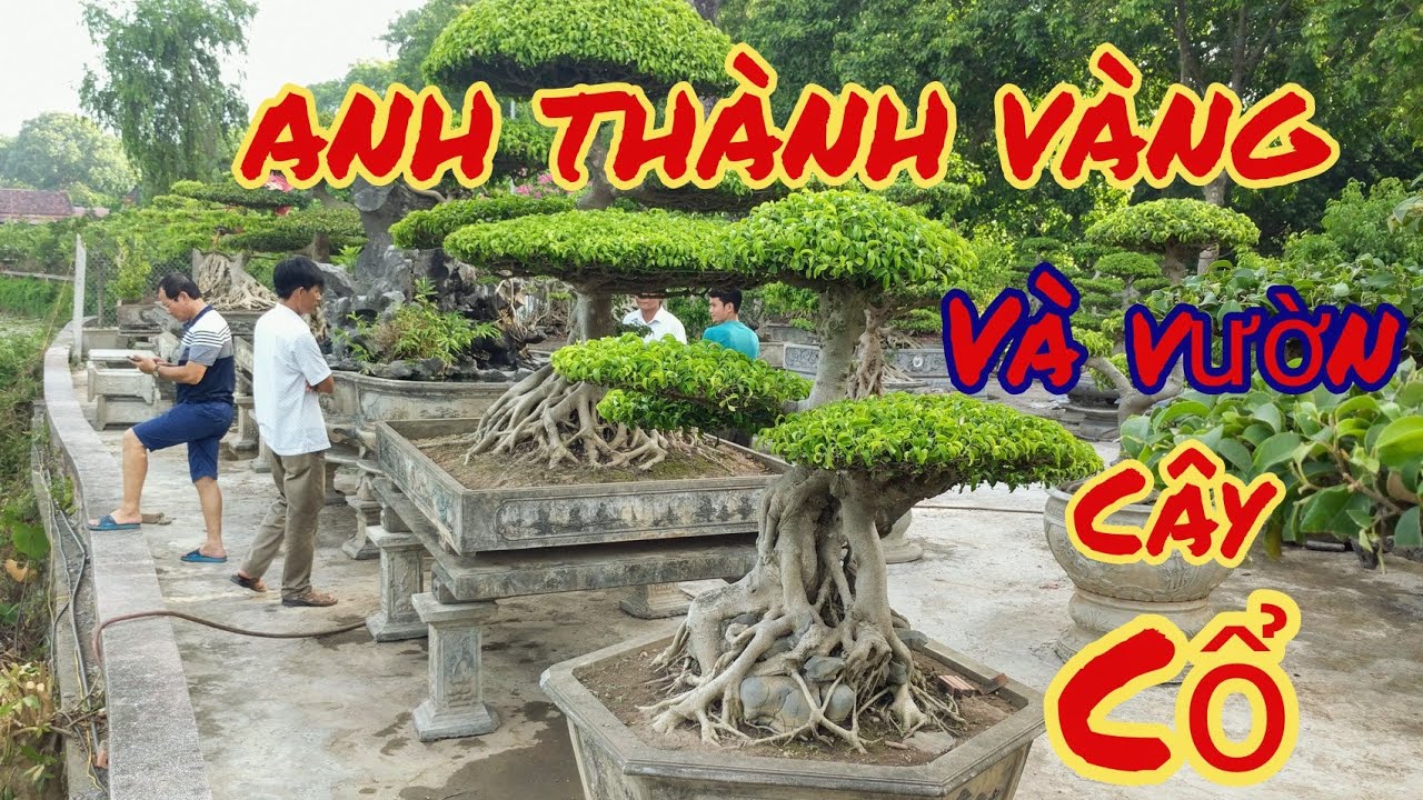 thăm vườn cây cổ giá trị tiền tỷ của anh thành vàng ninh bình