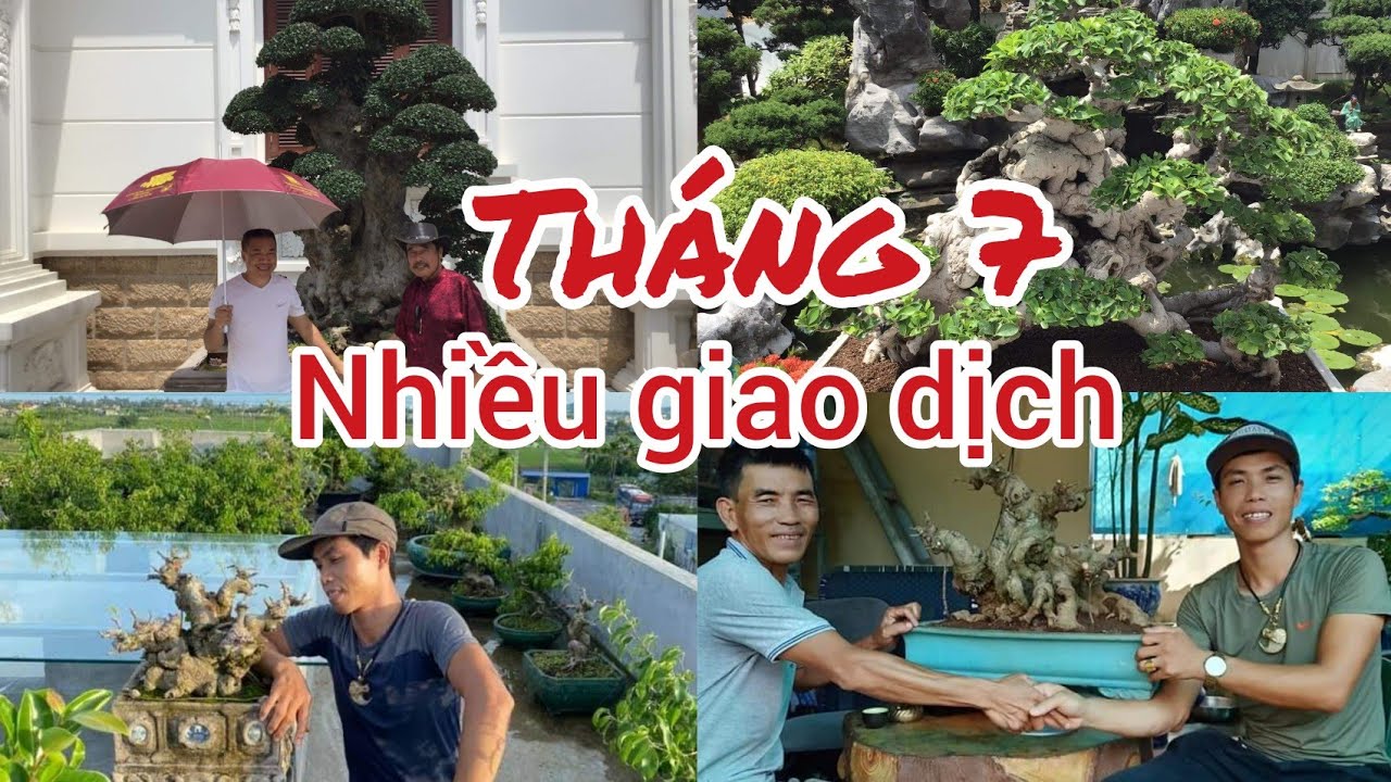 tháng 7 và các cuộc giao dịch cây cảnh tiền tỷ toàn hàng VIP được chuyển nhượng cho nhau