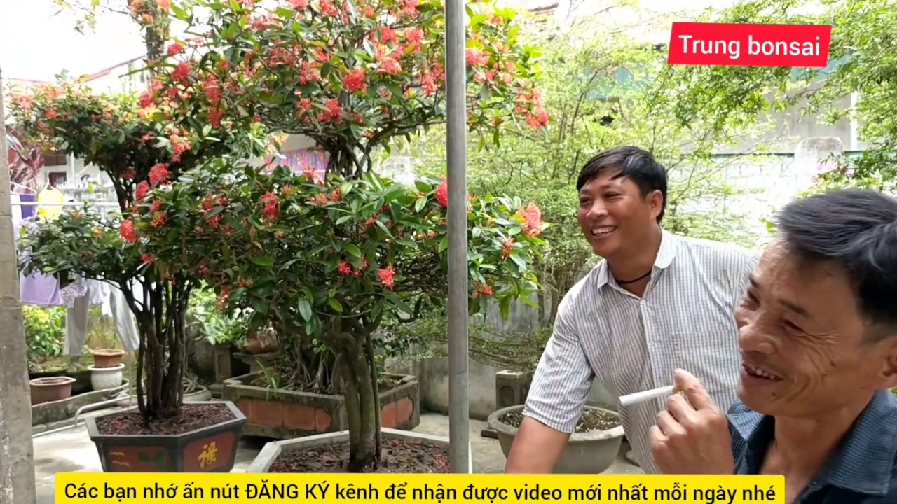 theo đuổi 1 tuần 2 cây mẫu đơn khủng VỀ đến nhà vua mẫu đơn cộng 6 triệu chưa ra anh em tham khảo