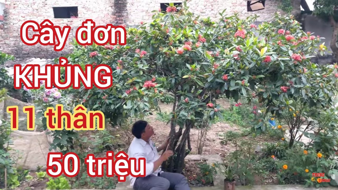 trả 50 triệu cây đơn khủng chủ vườn vẫn không đồng ý thúy Su mô ăn vạ tại gốc cây