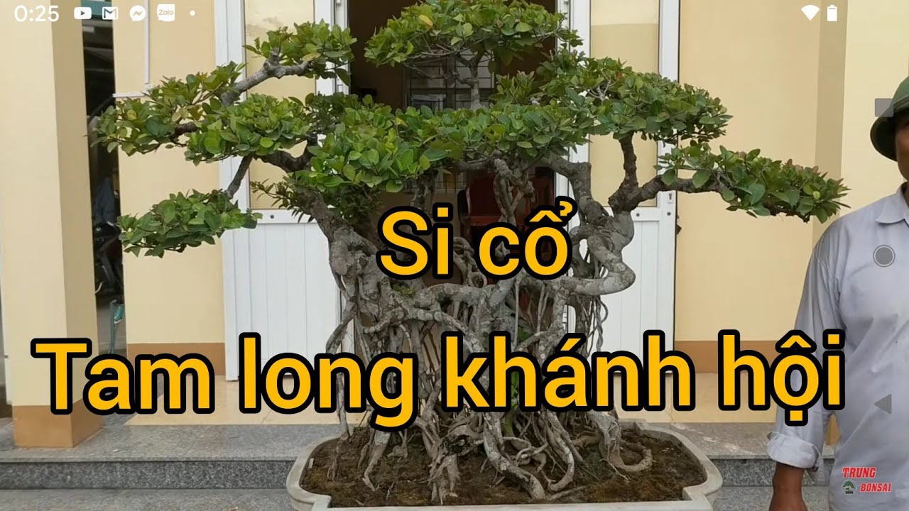 trả 85 triệu cây SI TAM LONG KHÁNH HỘI DẦN GỖ LẦN ĐẦU CHO EM NÓ ĐI CHƠI