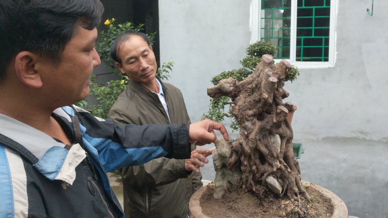 vừa mua về chưa kịp ấm chỗ đã VỀ Hải DƯƠNG TRUNG BONSAI CẢM ƠN ANH ĐÃ ỦNG HỘ