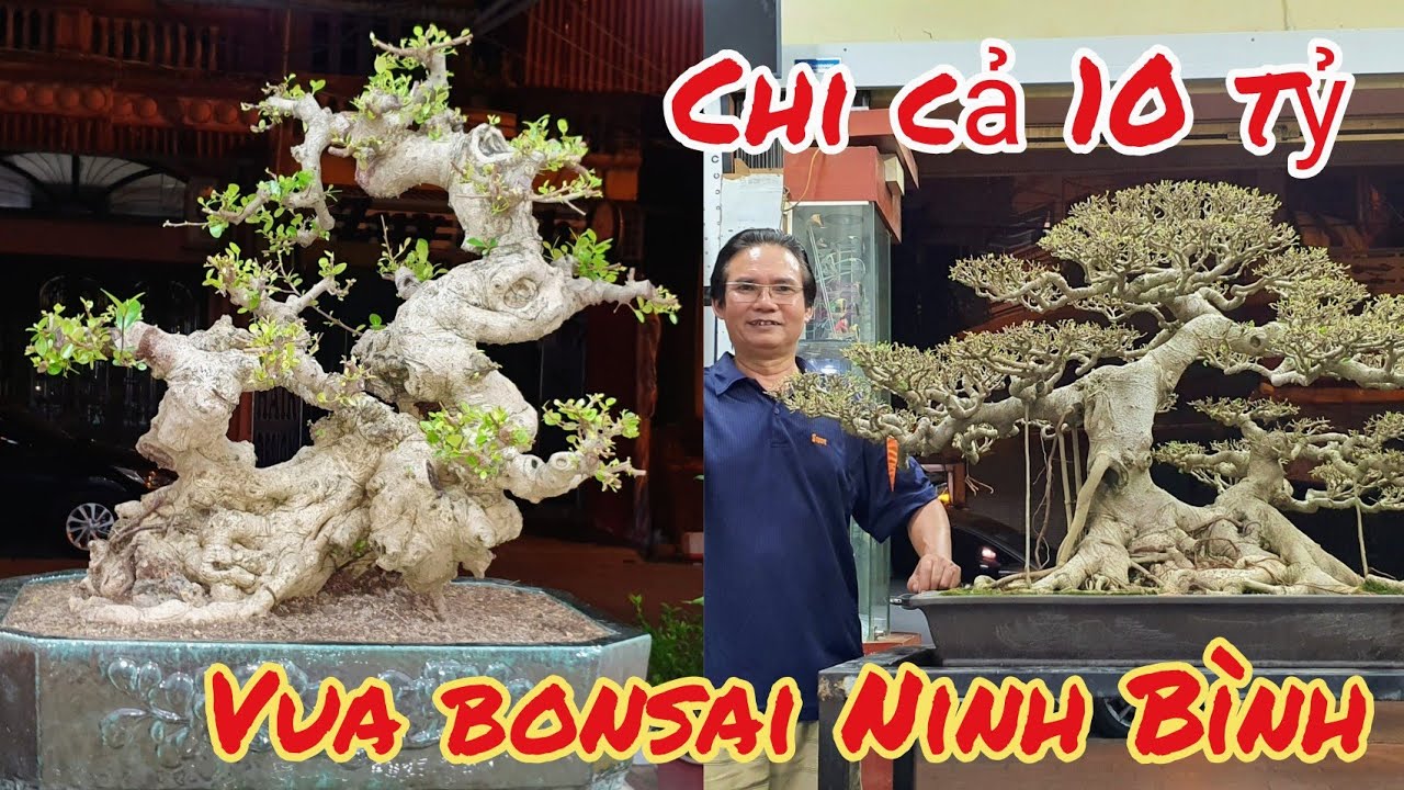 xem 1000 lần không chán vườn vua bonsai Bắc Ninh và những Siêu phẩm tham dự triển lãm