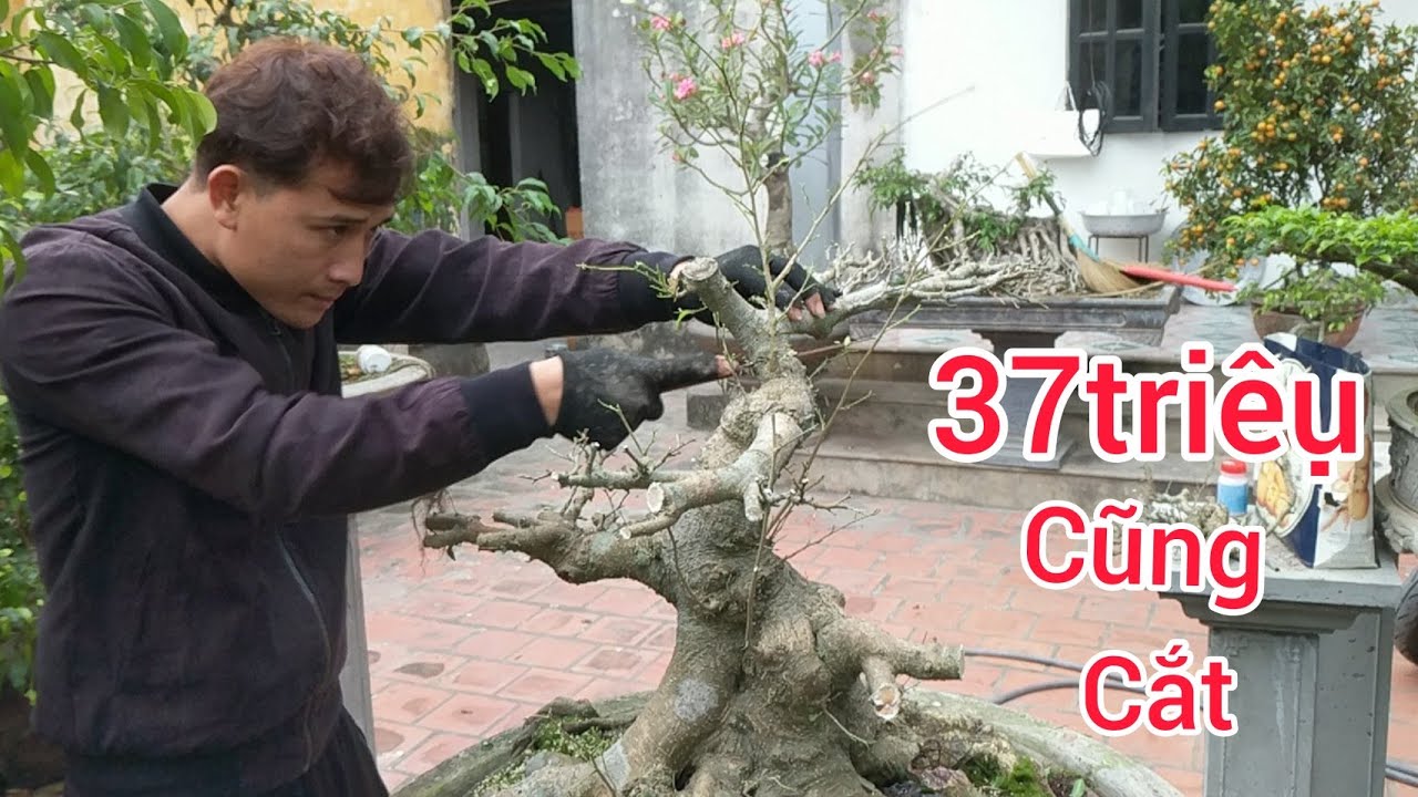 xuống đao Mua 37 triệu cây xanh cổ quá già anh em hội ý cắt thành 3 cây kết quả ngoài mong đợi