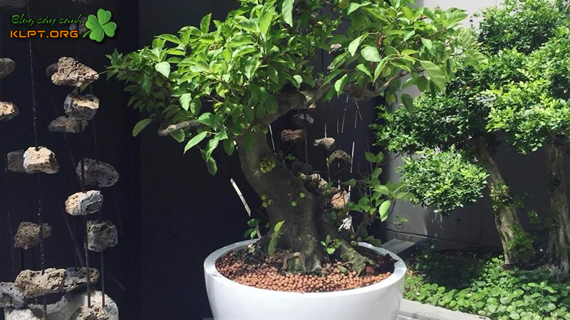 y-nghia-phong-thuy-cay-sung-bonsai-klpt