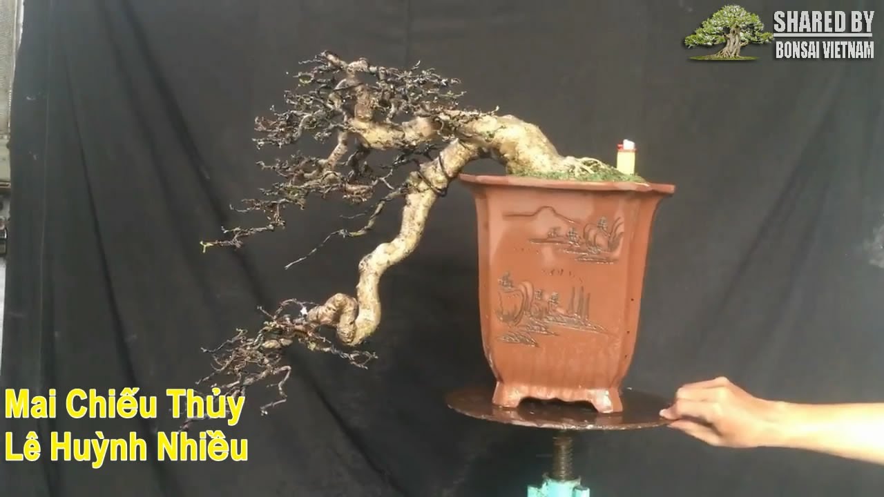 05 tác phẩm Bonsai chia sẻ tháng 7 || Phần 7