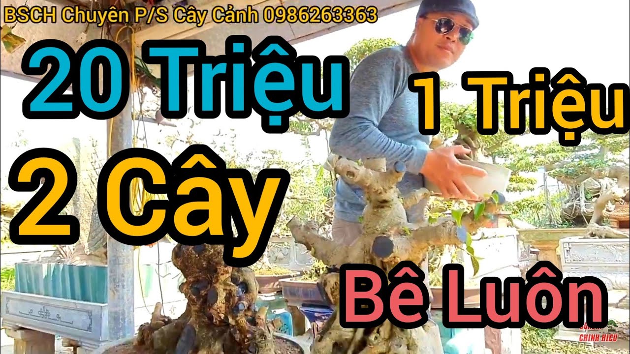 1 cây 15 triệu. 1 cây 5 triệu. Nếu mua 2 cây chỉ có 20 triệu. Câu chuyện hài hước tại NV Thành Quế N